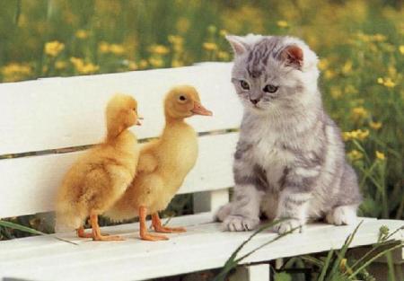 trognons !  j'adore !